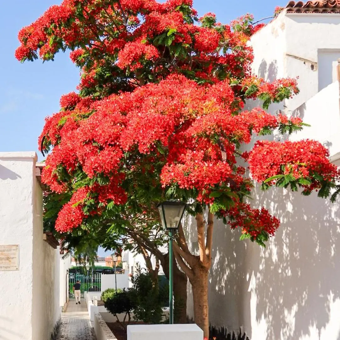 Cozy Duplex In Costa Del Silencio Apartamento Espanha